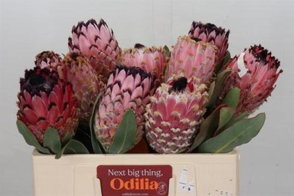 Vollsortiment - Protea magnifica